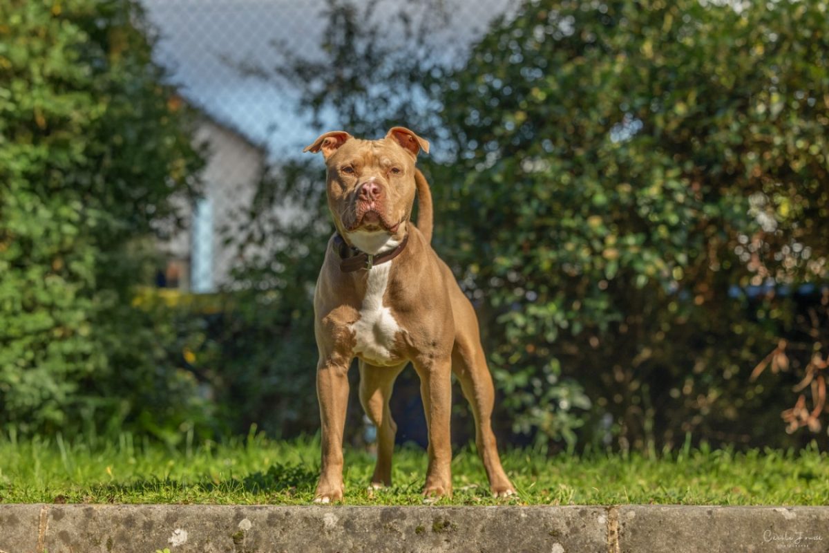 Frivolle - Chien Bouledogue Américain à adopter - photo 2