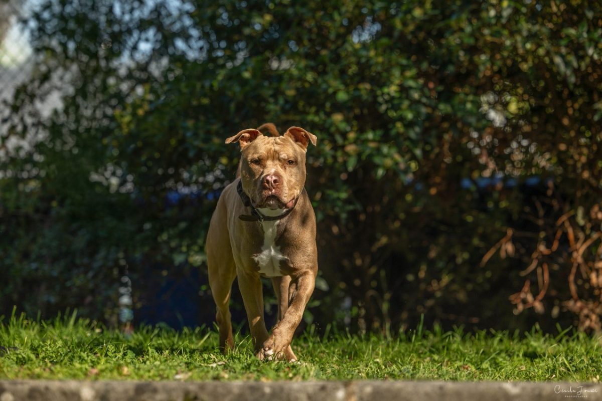 Frivolle - Chien Bouledogue Américain à adopter - photo 3