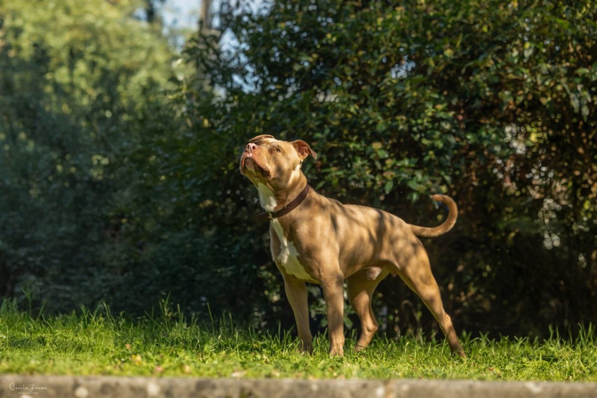 Frivolle - Chien Bouledogue Américain à adopter - photo 4