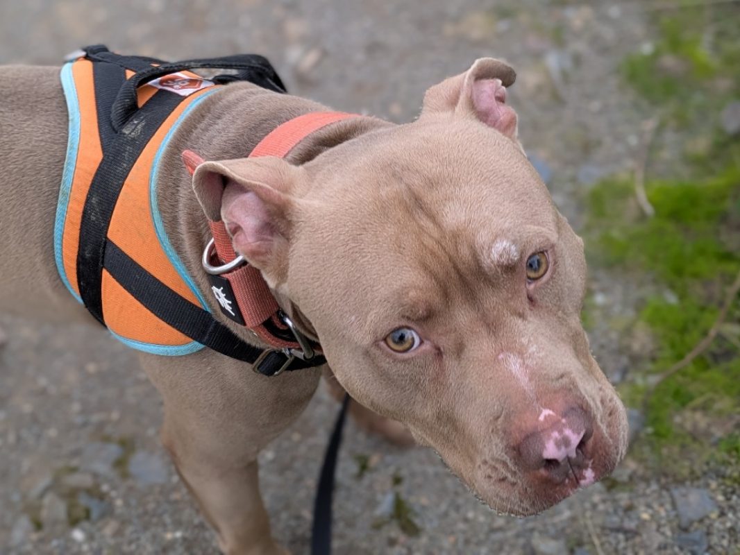 Frivolle - Chien Bouledogue Américain à adopter - photo 5
