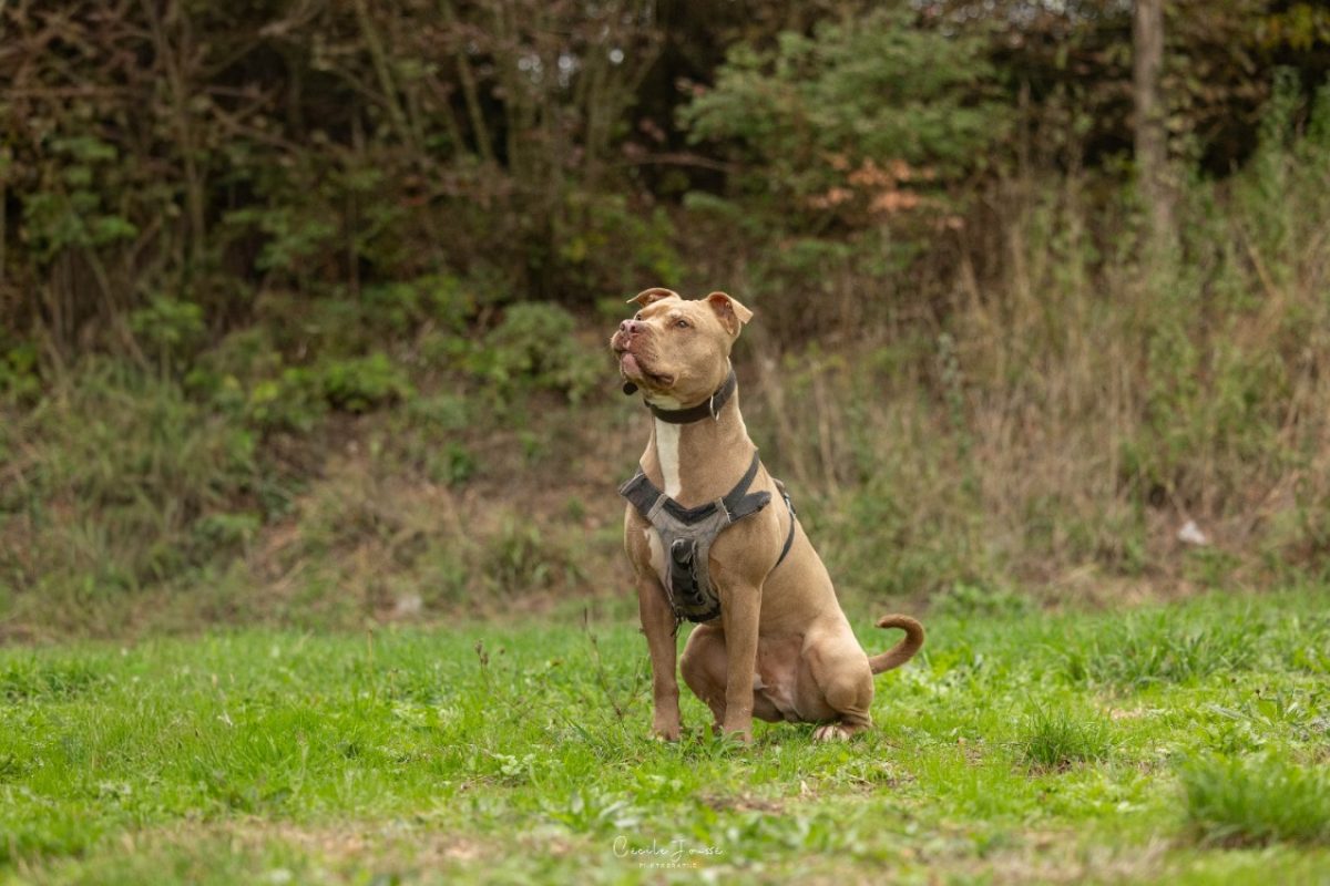Frivolle - Chien Bouledogue Américain à adopter