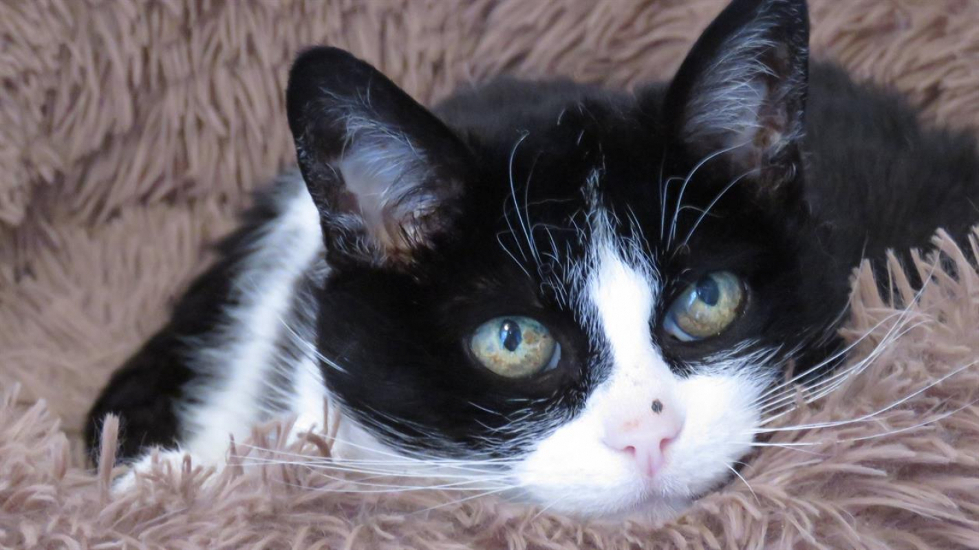 Photo #1 de Crapette