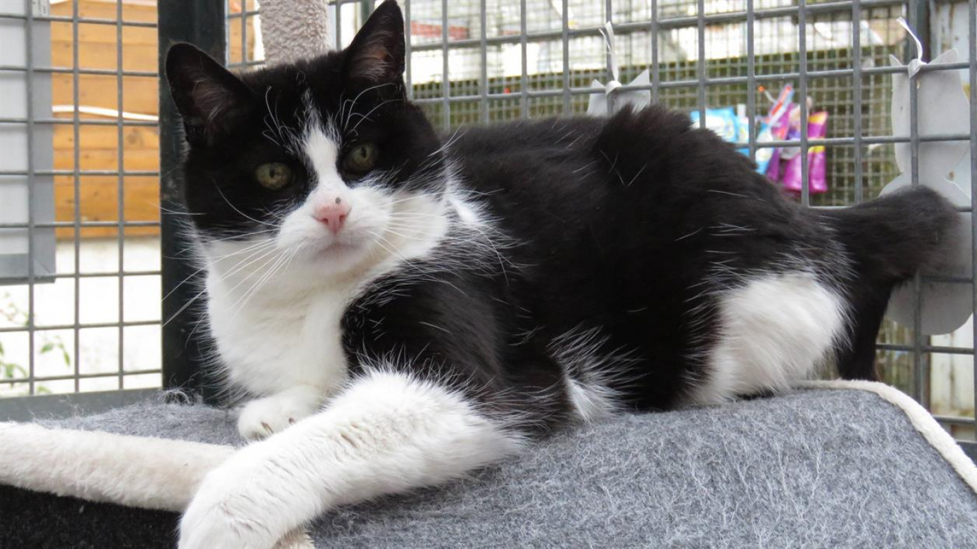 Photo #3 de Crapette