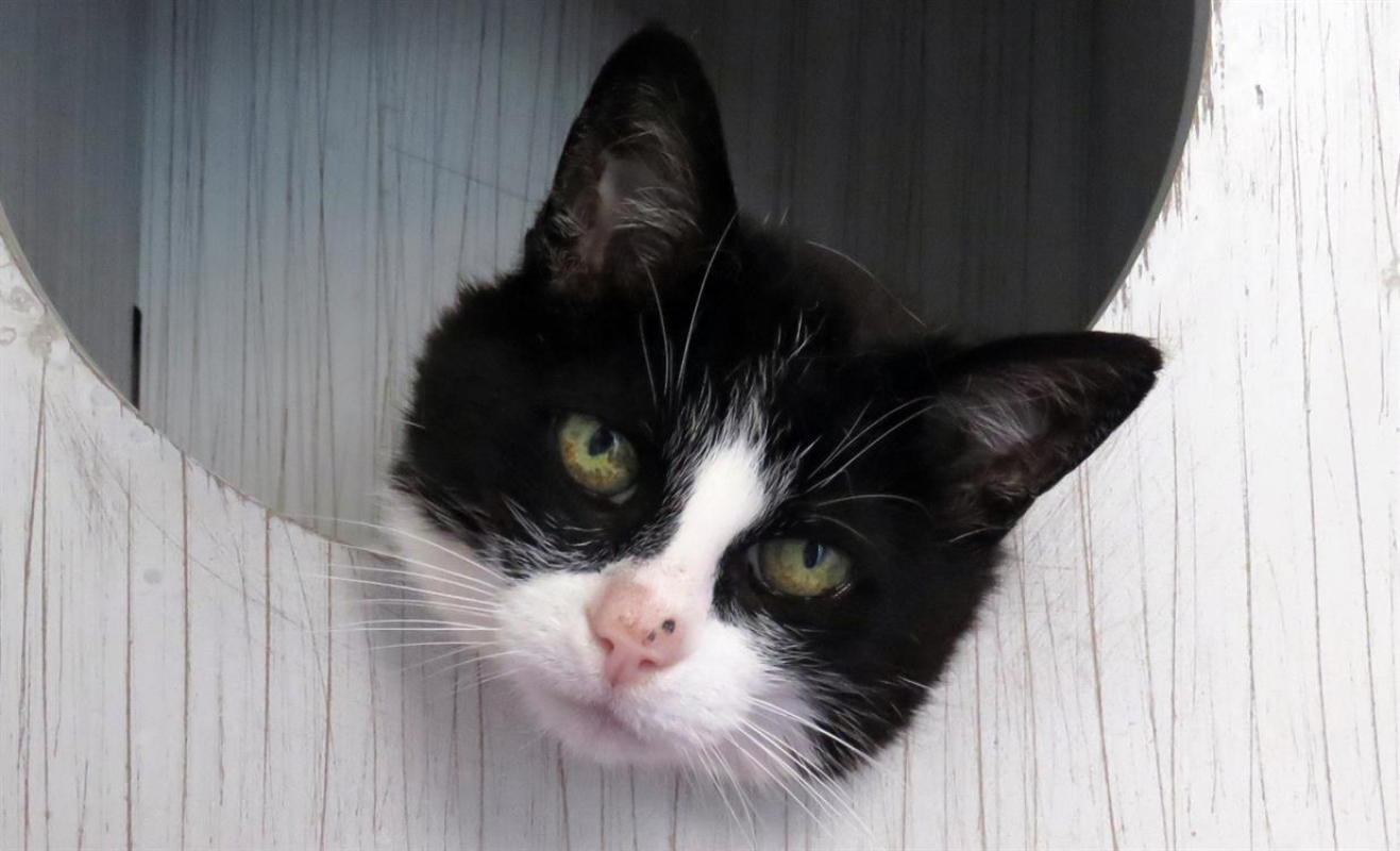 Photo #5 de Crapette