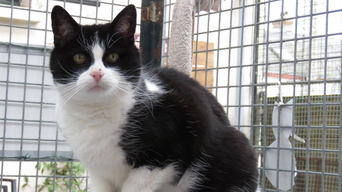 Photo #6 de Crapette