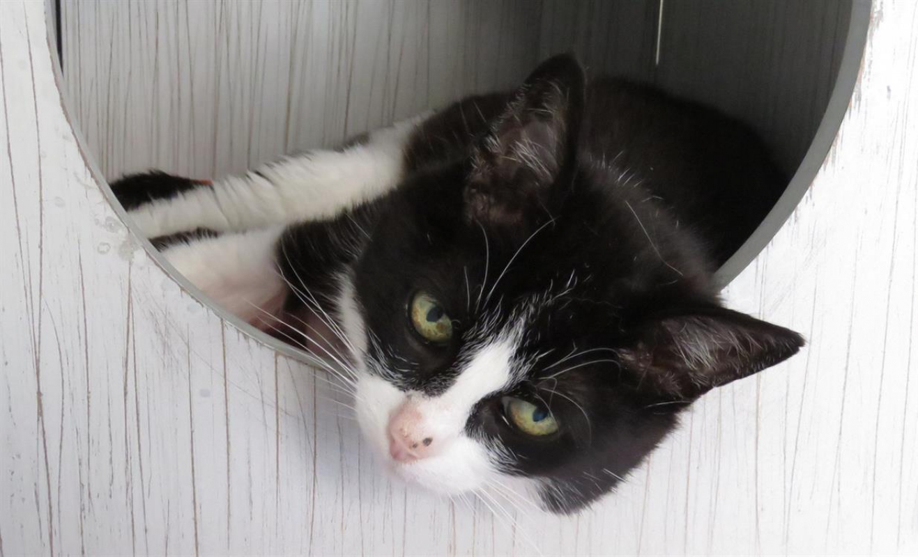 Photo #7 de Crapette