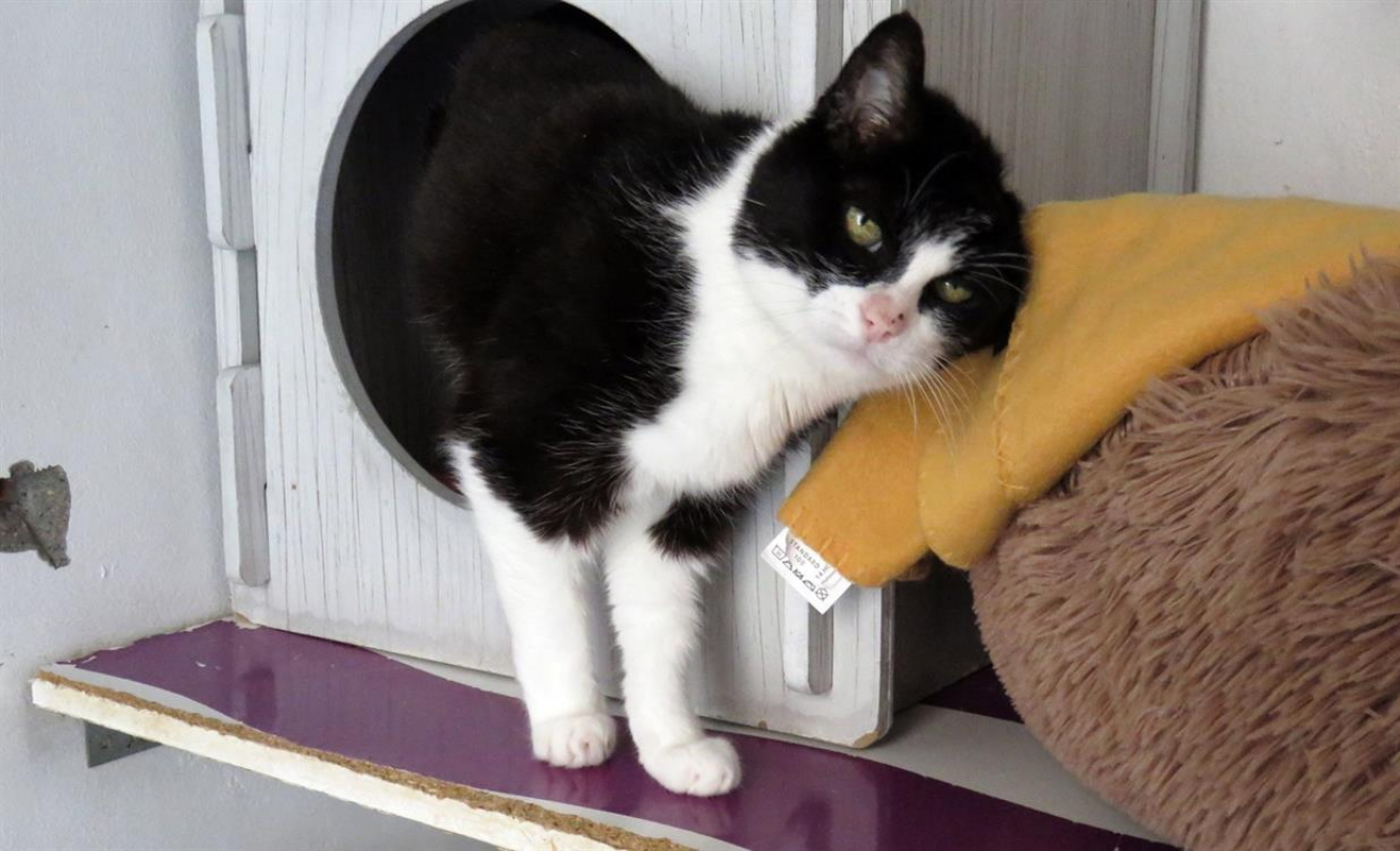 Photo #8 de Crapette