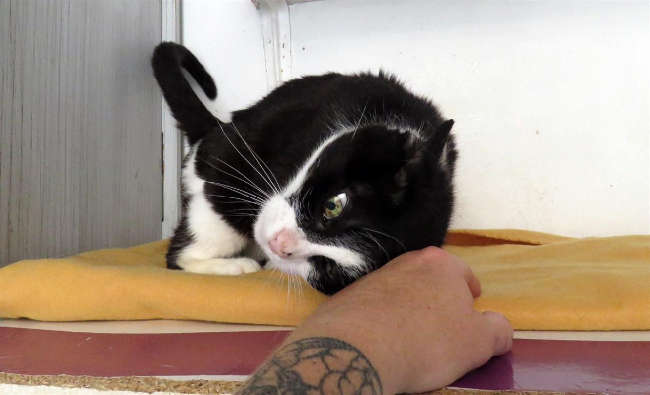 Photo #9 de Crapette