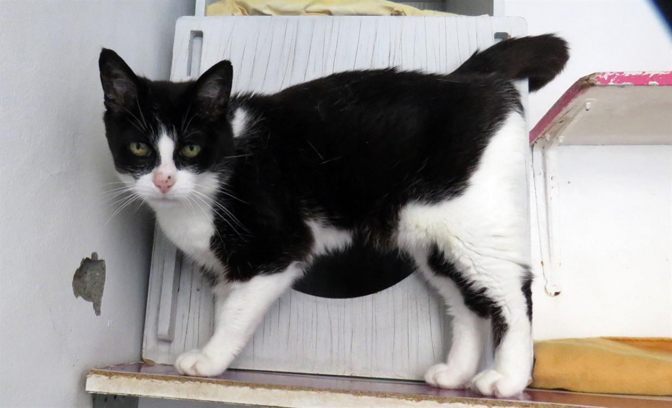 Photo #10 de Crapette