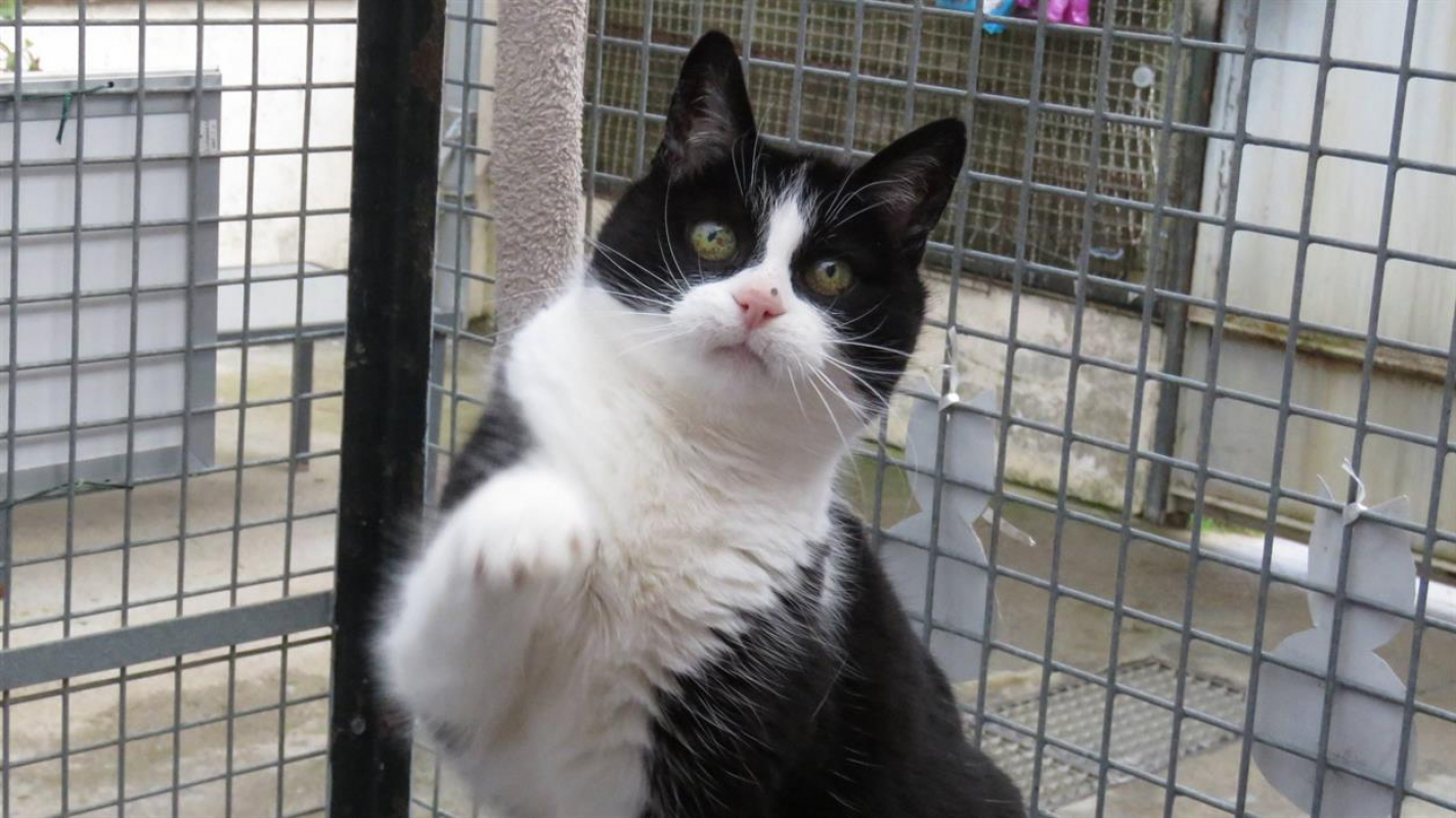 Photo #2 de Crapette