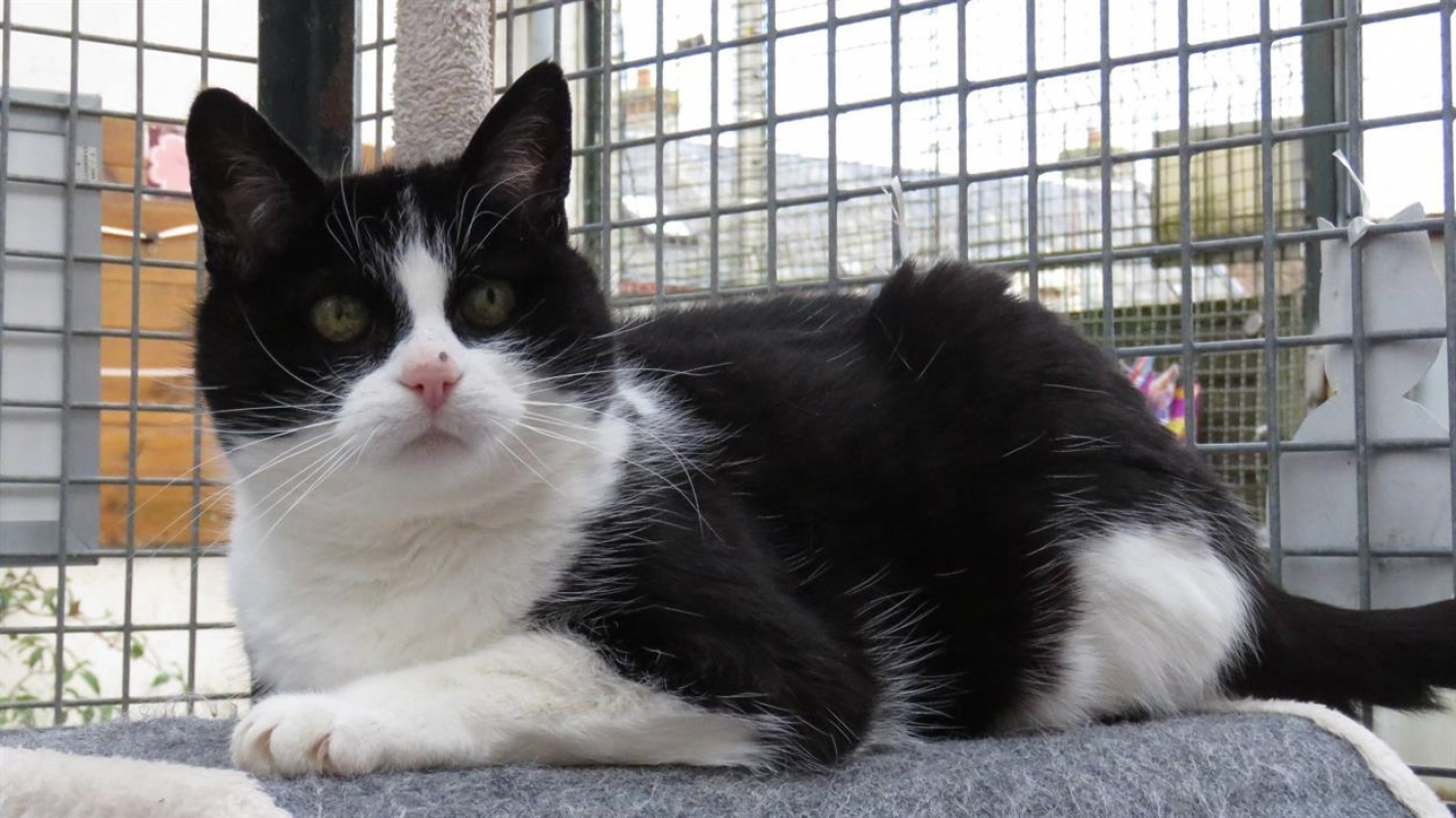 Photo #4 de Crapette