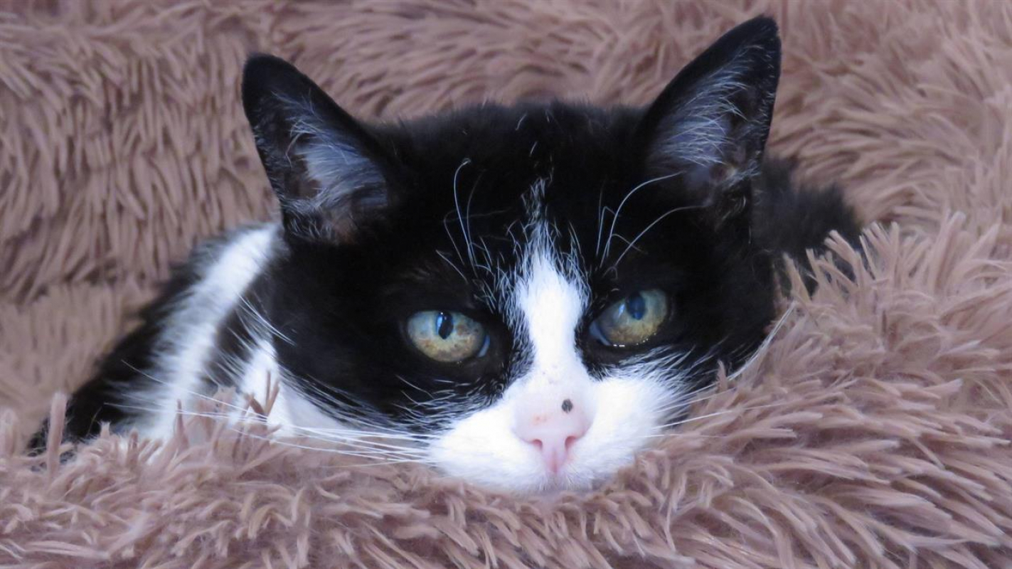 Photo #11 de Crapette