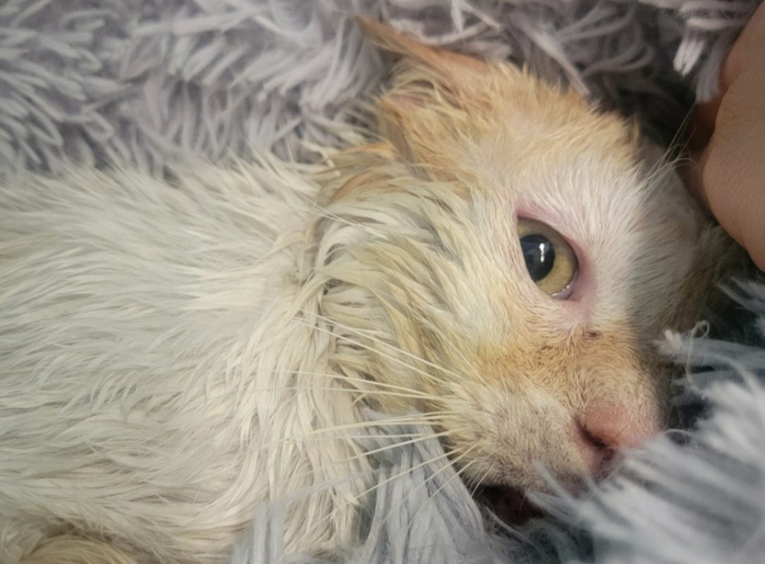 Pastel - Chat Européen à adopter - photo 2