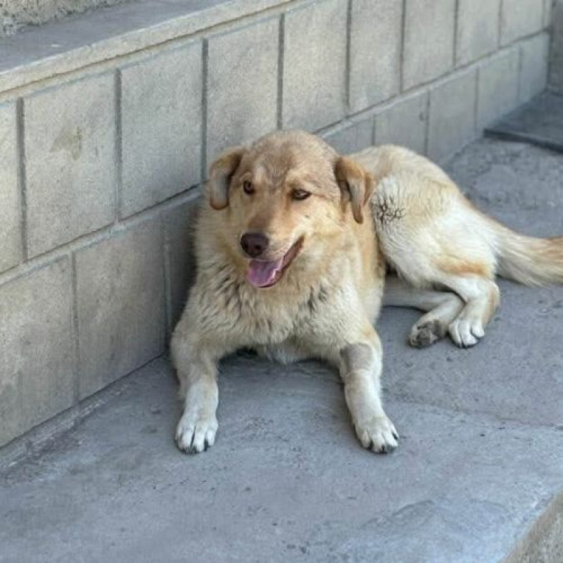 Photo #2 de BLONDA