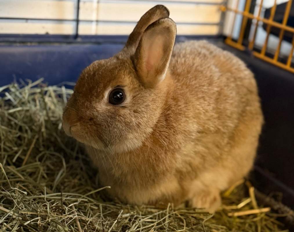 Photo de Lilo
