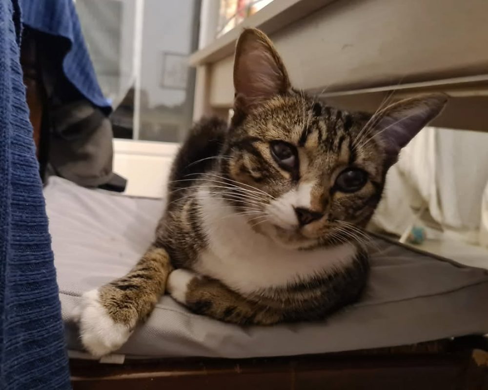 Wicca - Chat Européen à adopter