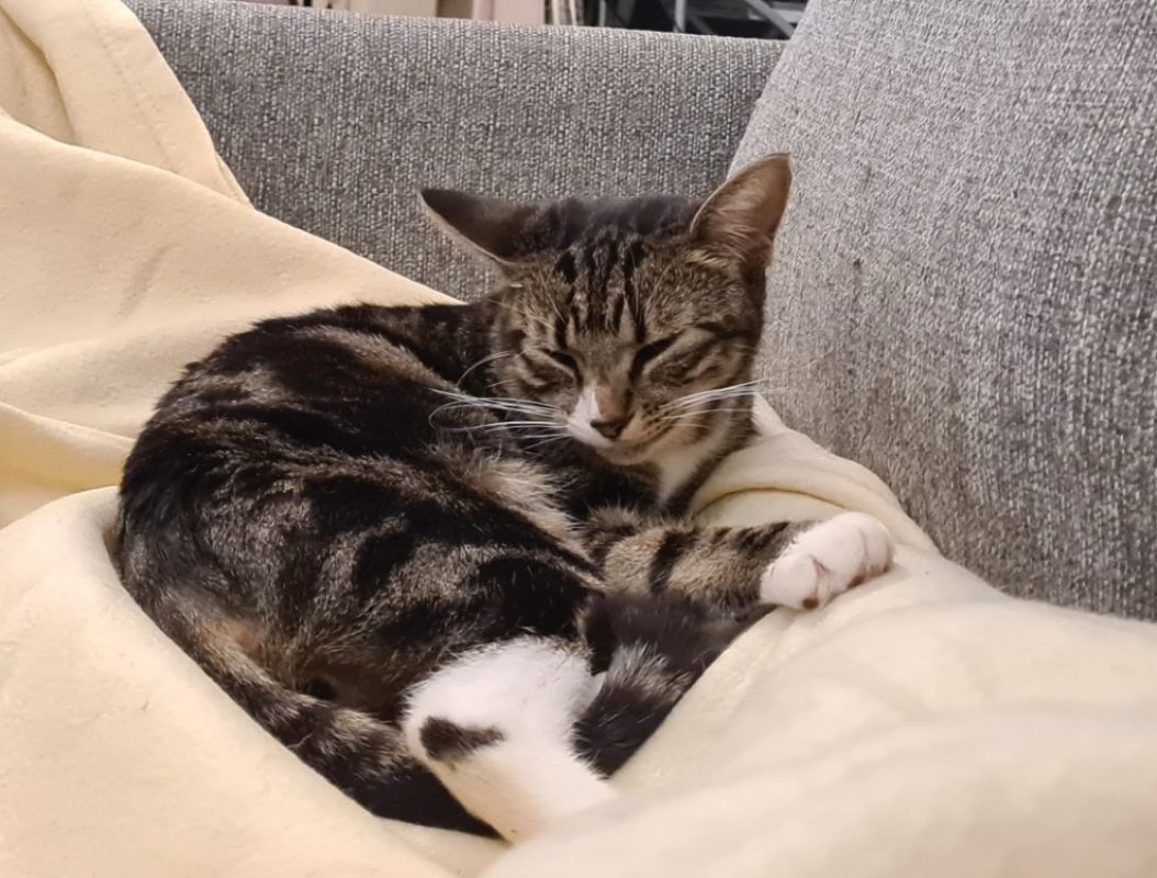 Wicca - Chat Européen à adopter - photo 2