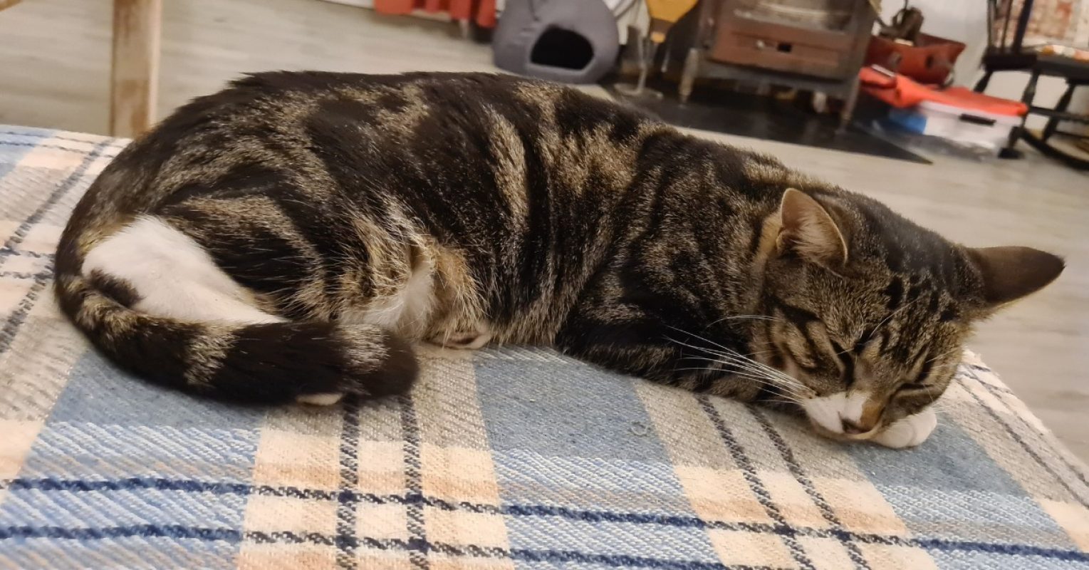 Wicca - Chat Européen à adopter - photo 3