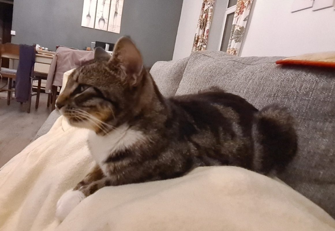 Wicca - Chat Européen à adopter - photo 4