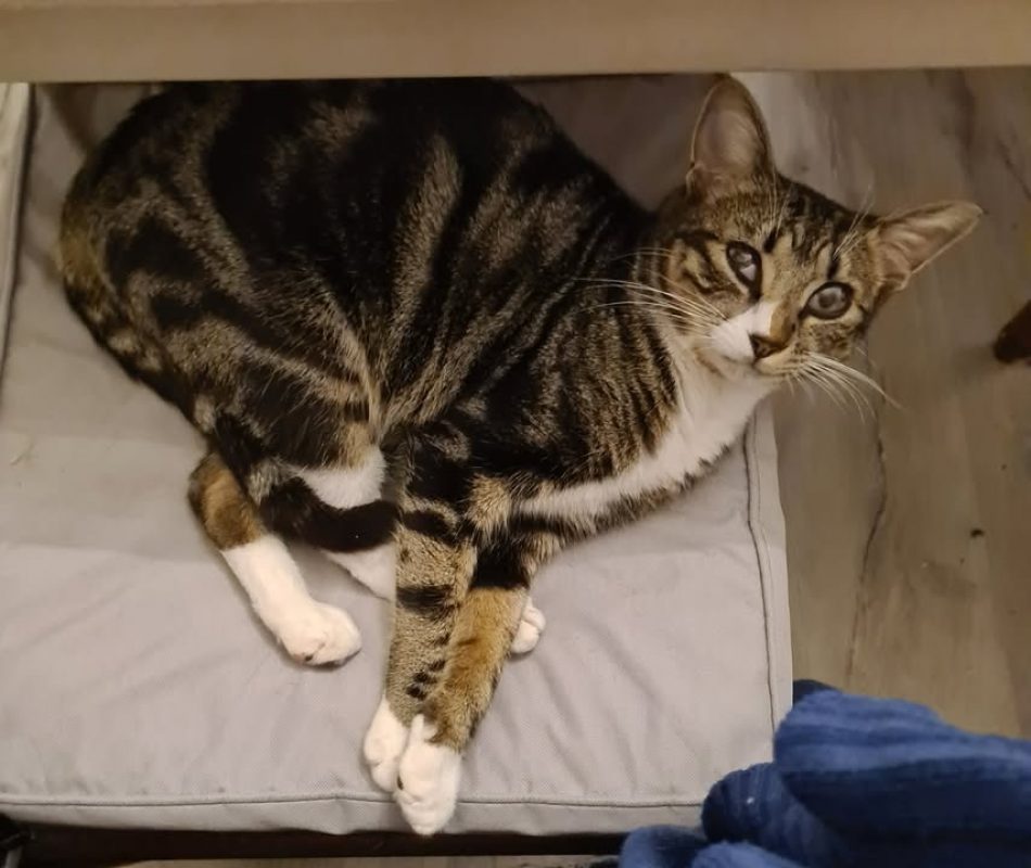 Wicca - Chat Européen à adopter - photo 5