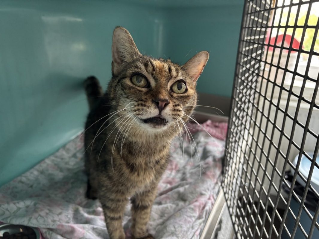 Zira - Chat Européen à adopter