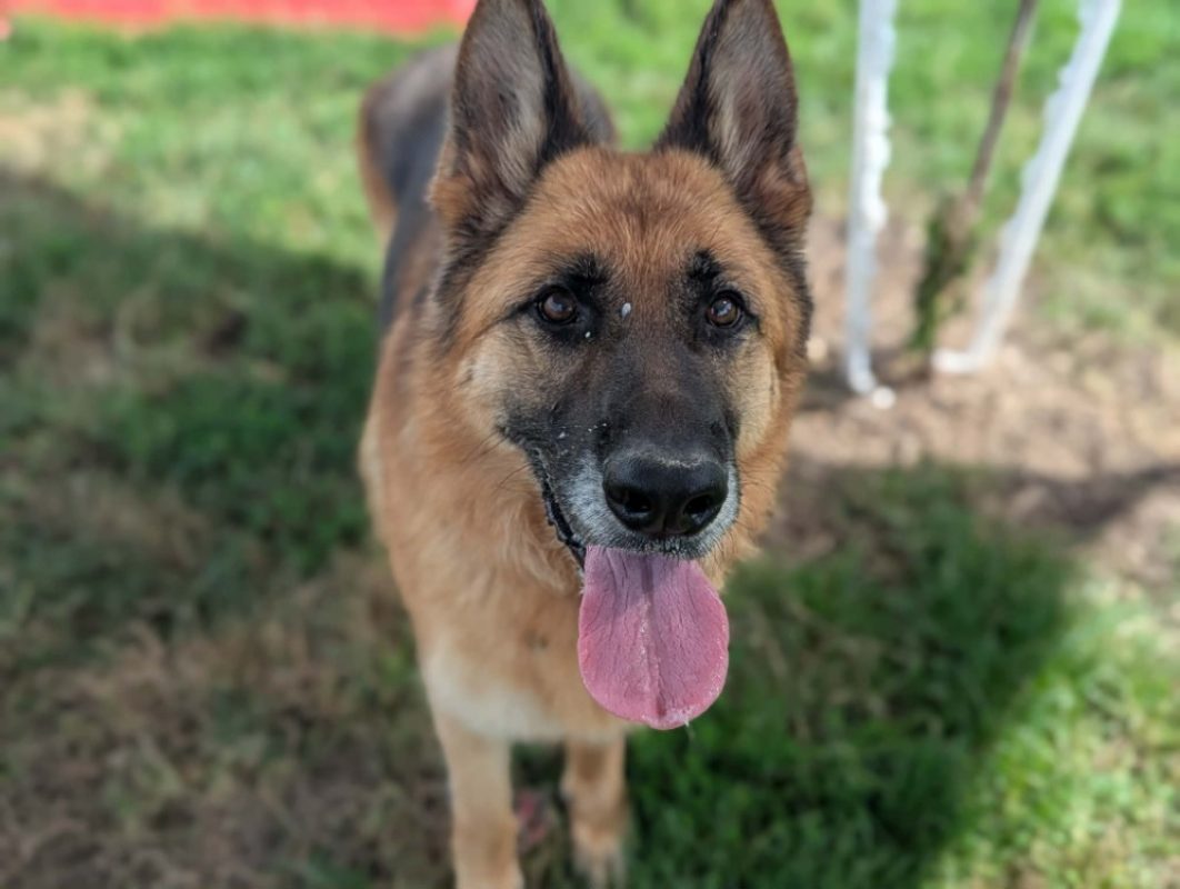 Philomene - Chien Berger Allemand à adopter