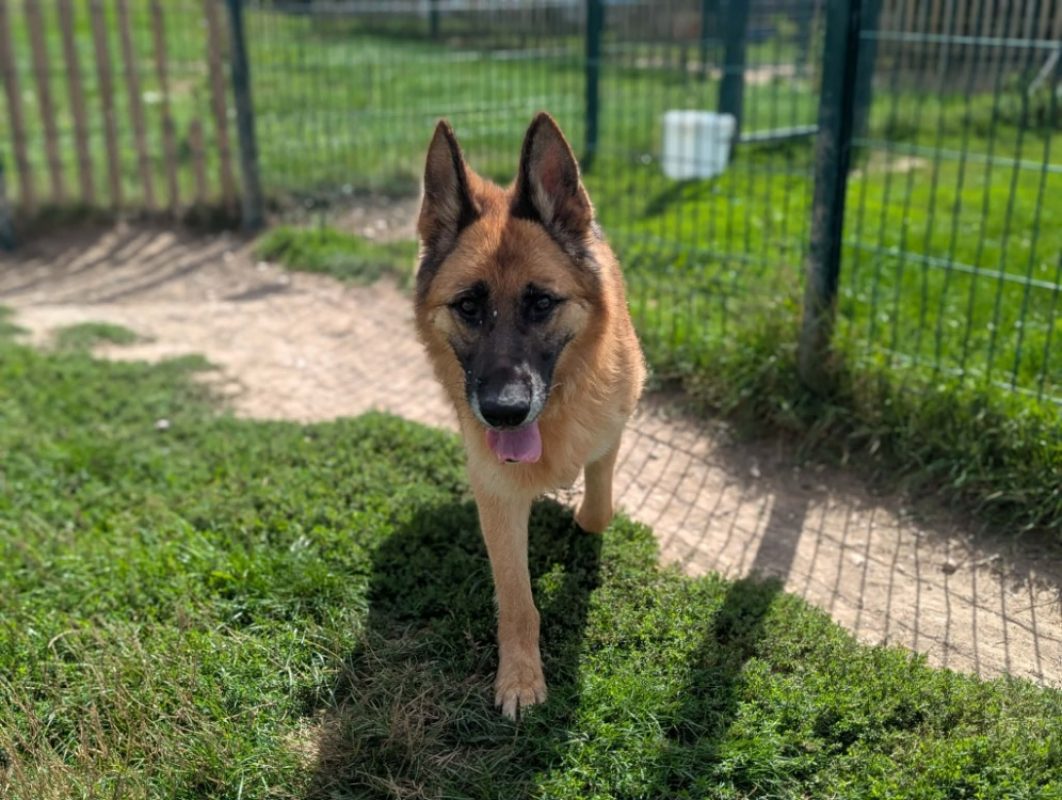 Philomene - Chien Berger Allemand à adopter - photo 2