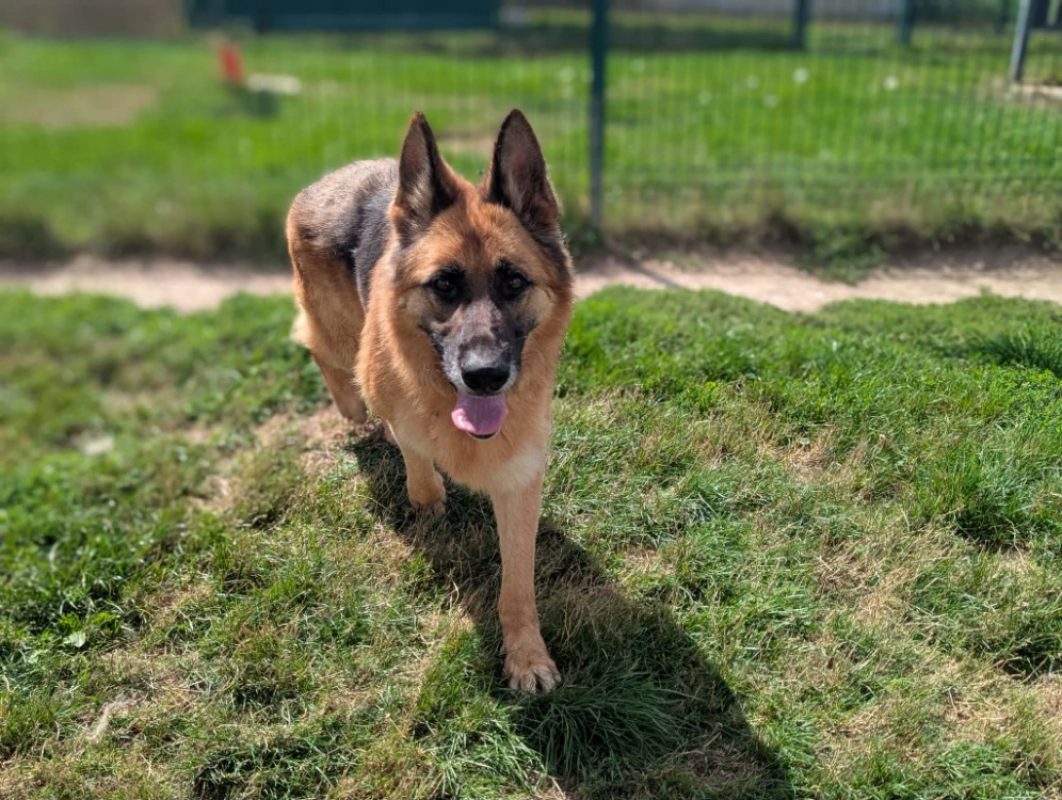 Philomene - Chien Berger Allemand à adopter - photo 3