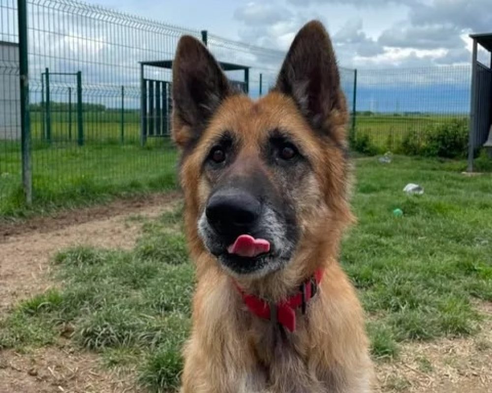 Philomene - Chien Berger Allemand à adopter - photo 4