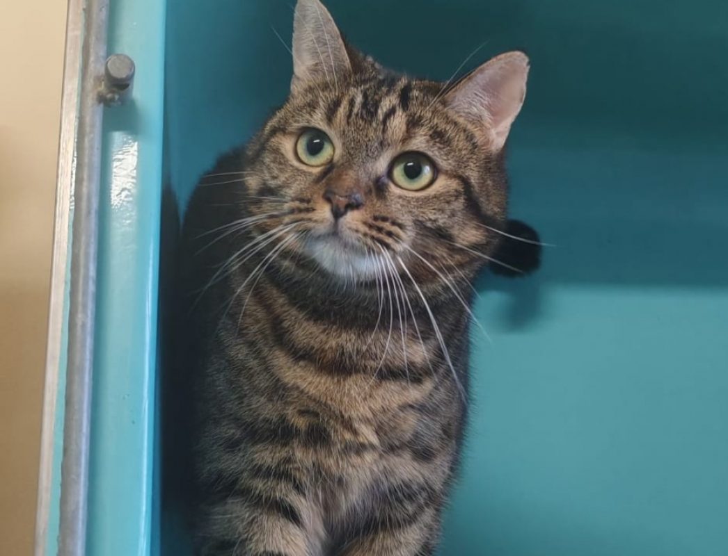 Mitsi - Européen à adopter à Gennevilliers (92) - Animaux.fr