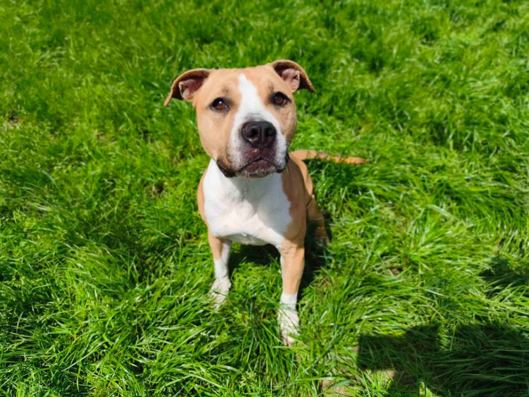Luna - Chien à adopter