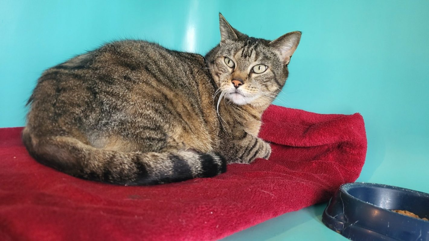 Oasis - Chat Européen à adopter
