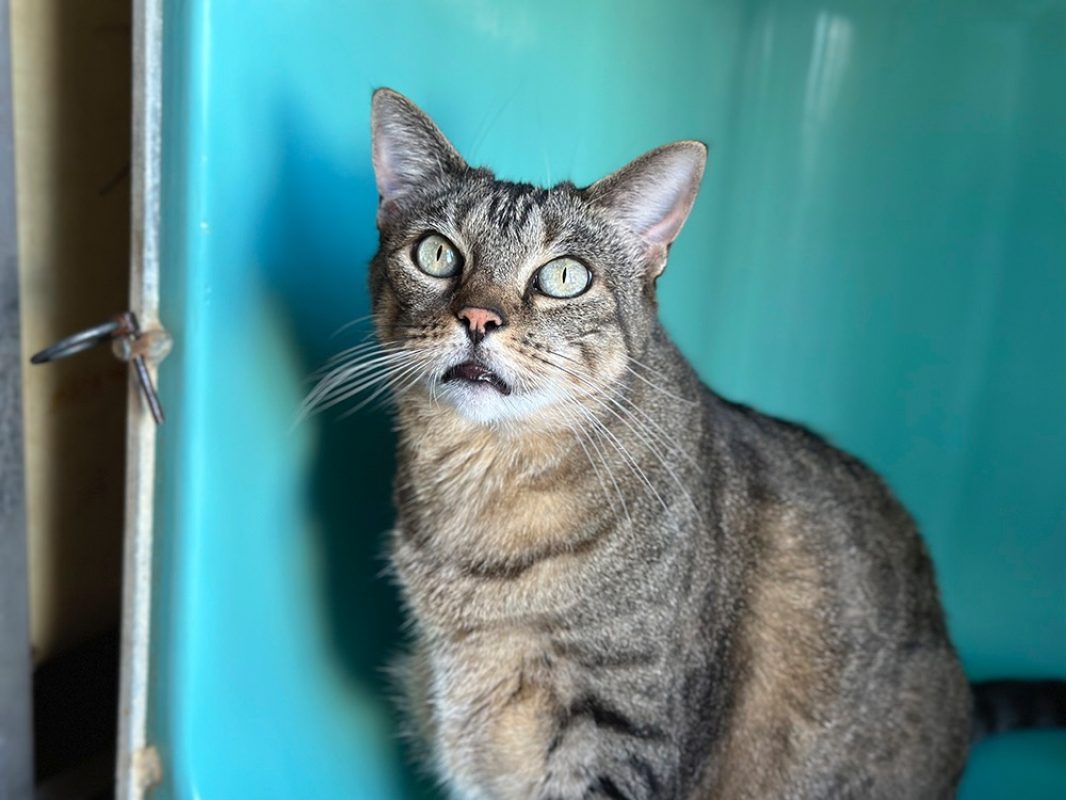 Oasis - Chat Européen à adopter