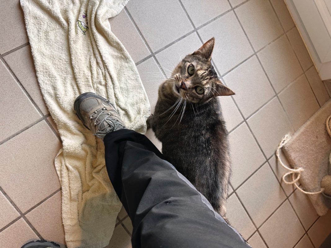 Oasis - Chat Européen à adopter - photo 2