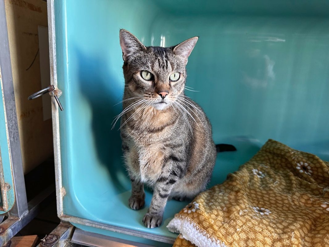 Oasis - Chat Européen à adopter - photo 4