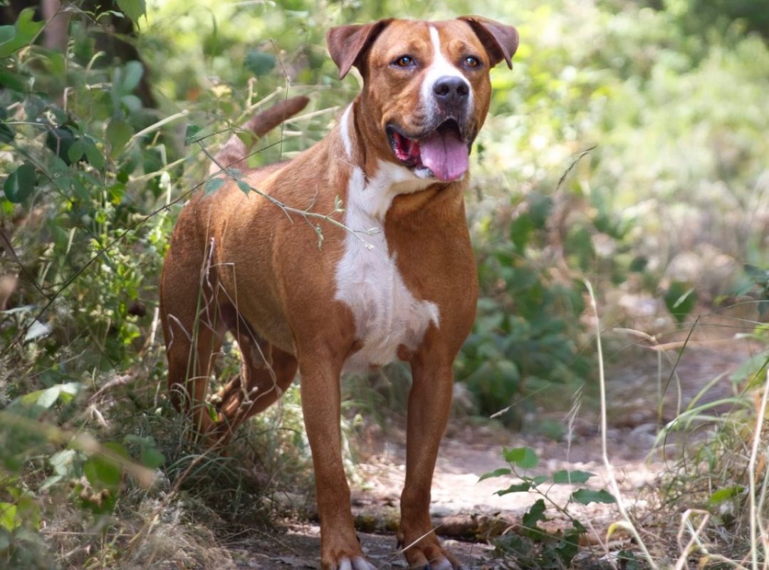 Charly - Chien à adopter