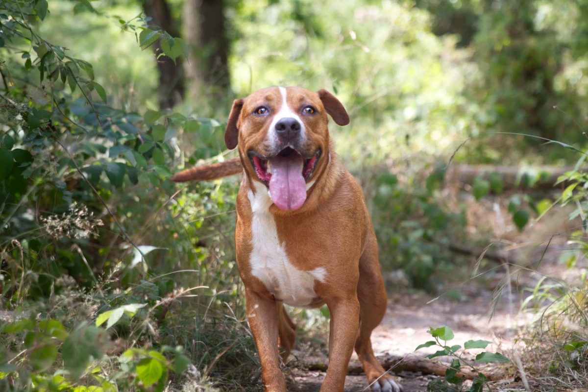 Charly - Chien à adopter - photo 2