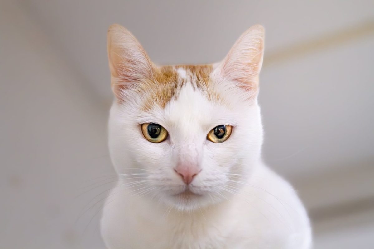 Lady - Chat Européen à adopter