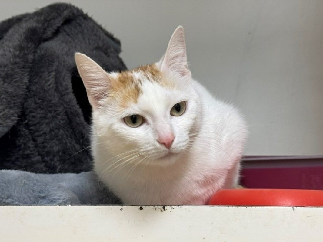 Lady - Chat Européen à adopter - photo 2