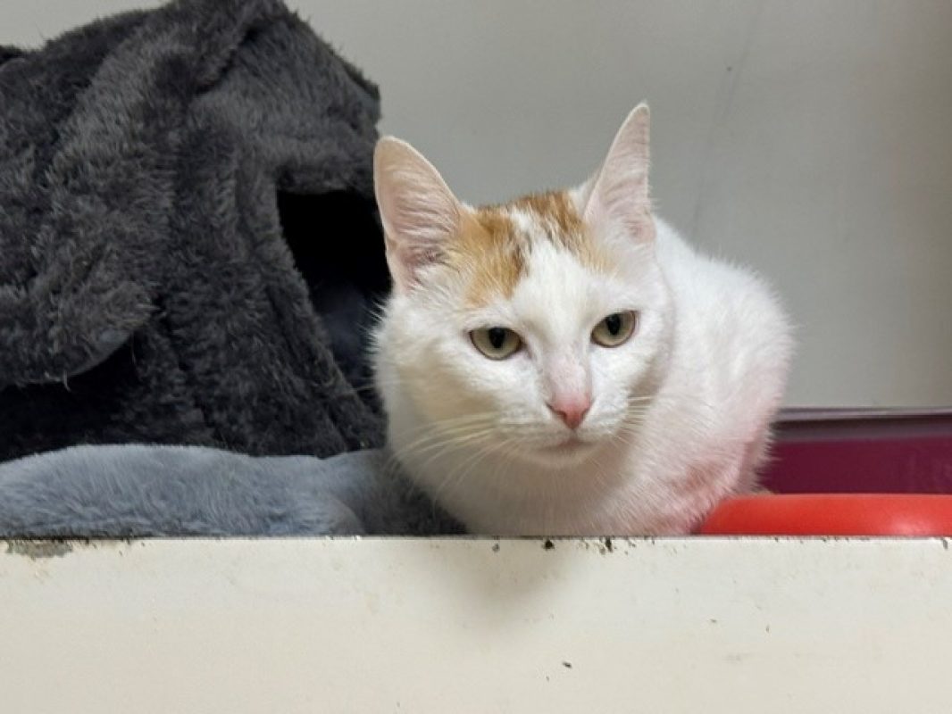Lady - Chat Européen à adopter - photo 3
