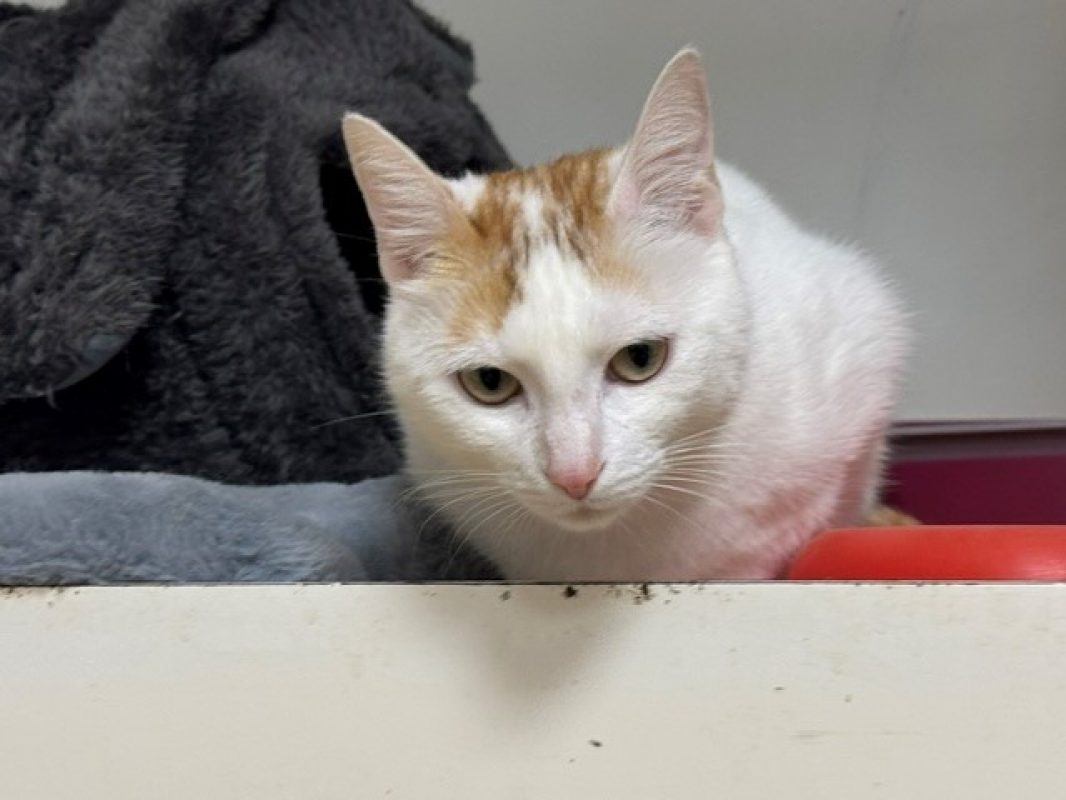 Lady - Chat Européen à adopter - photo 4