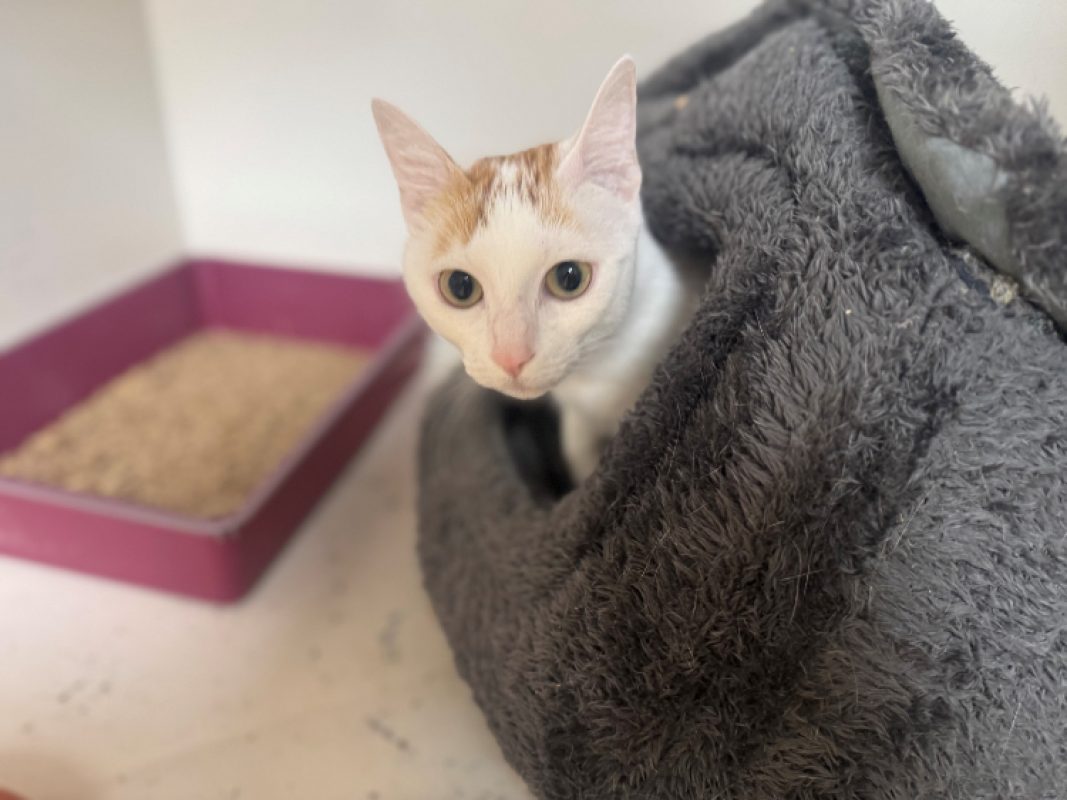 Lady - Chat Européen à adopter - photo 5