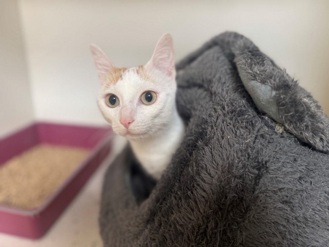Lady - Chat Européen à adopter - photo 6