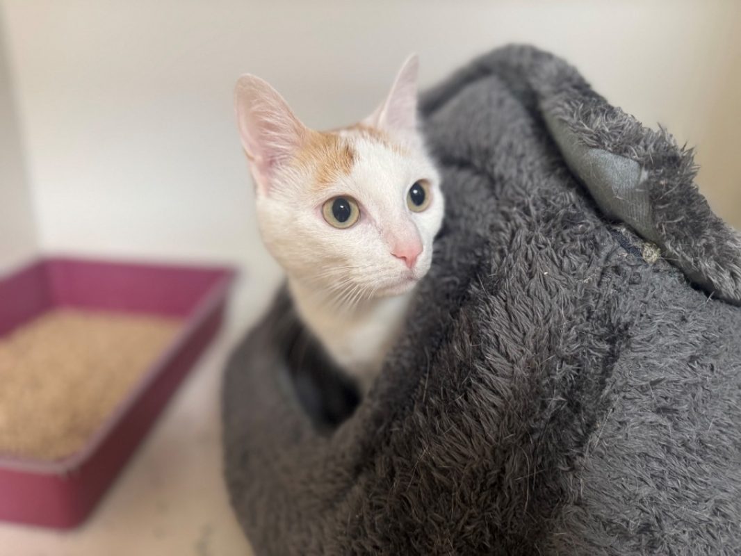 Lady - Chat Européen à adopter - photo 8