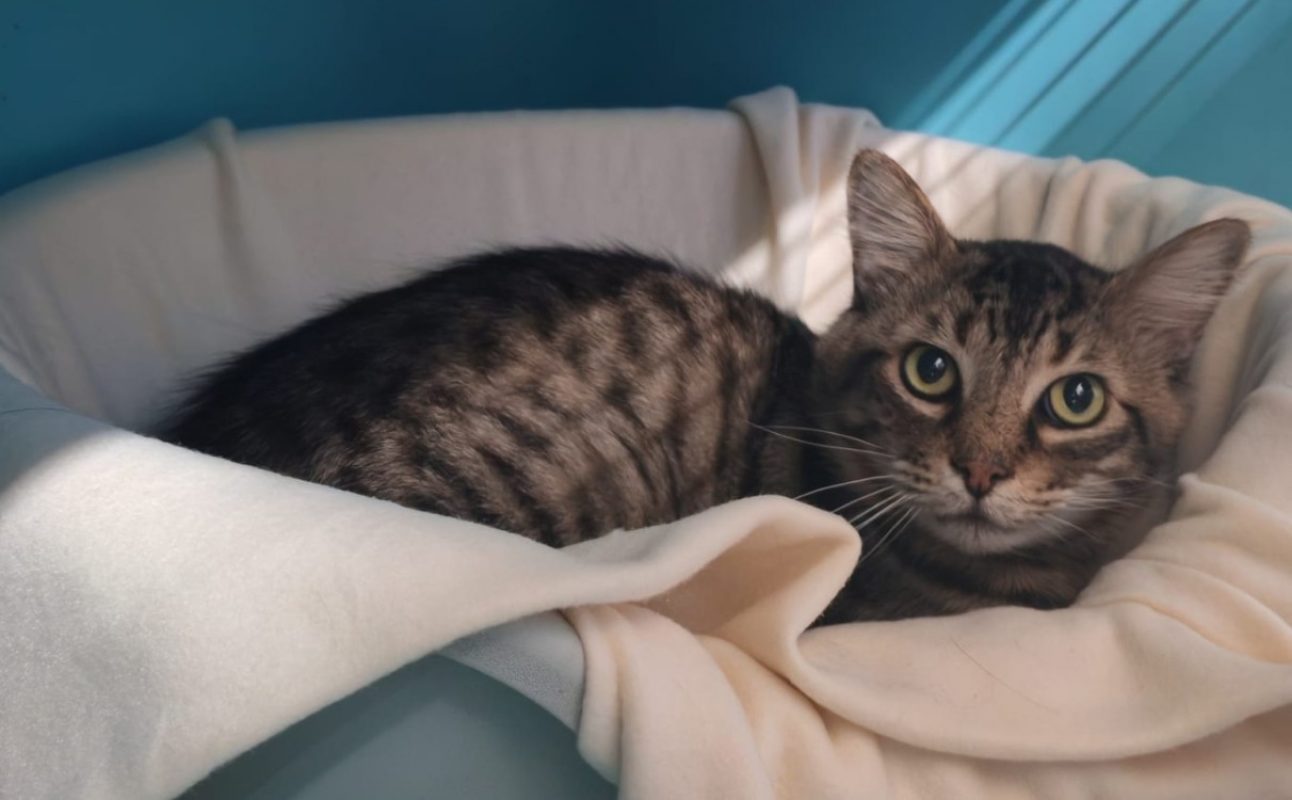 Halmista - Chat Européen à adopter
