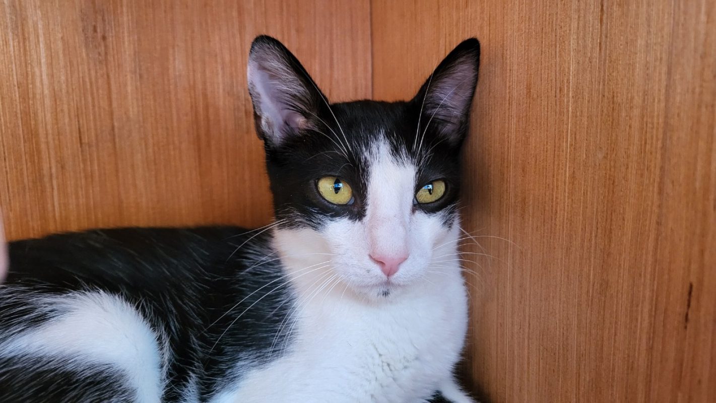Bouba - Chat Européen à adopter