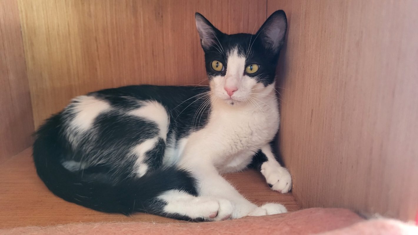 Bouba - Chat Européen à adopter - photo 2