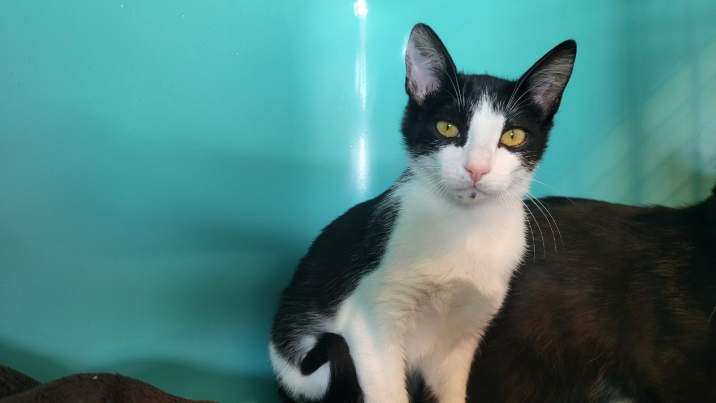 Bouba - Chat Européen à adopter - photo 3
