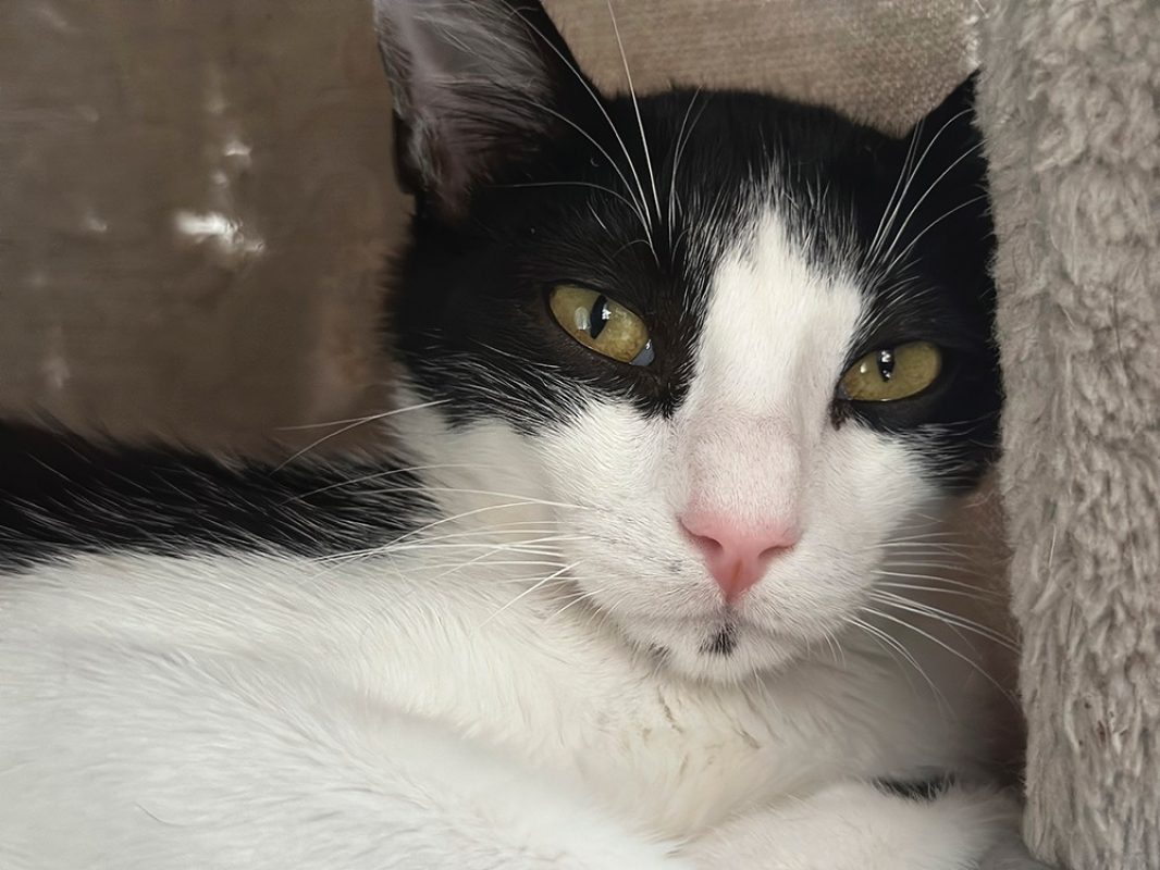 Bouba - Chat Européen à adopter - photo 4