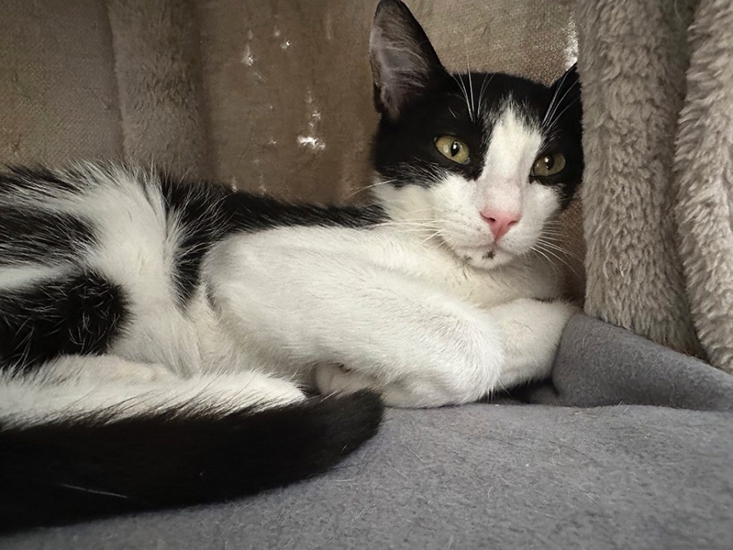 Bouba - Chat Européen à adopter - photo 5